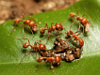 Fire Ants