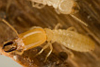Termite Inspections